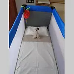 Tetir In 칼레타데푸스테
